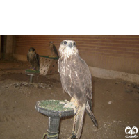 گونه شاهین بلوچی Laggar Falcon